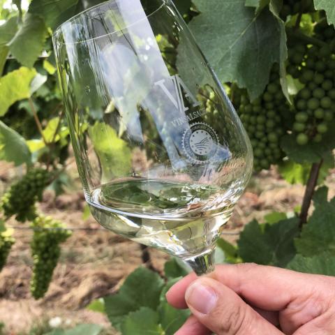 glass of Alsace wine from the Ammerschwihr vineyards 