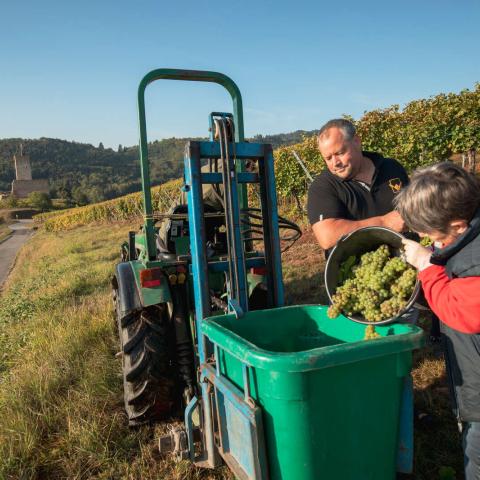 Vendanges sur les hauteurs de Katzenthal, château du Wineck