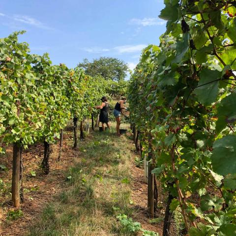 Expérimenter les vendanges