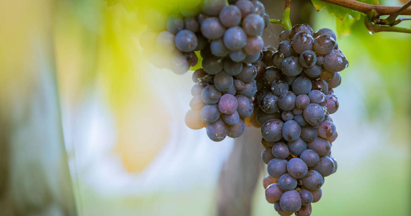 The grapes just before the harvest