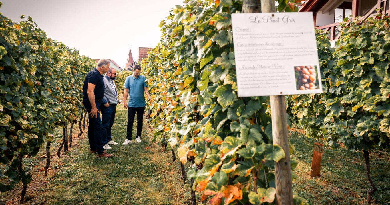 Découverte des cépages sur la parcelle de vignes attenant au domaine Pierre Adam