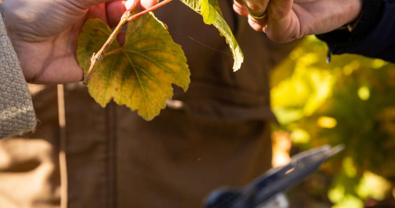 Découvrir les origines du vin d'Alsace