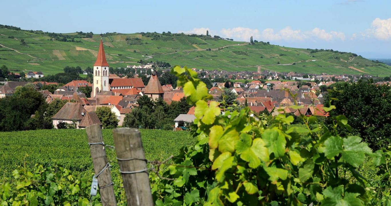 Ammerschwihr, in the middle of the vineyard.