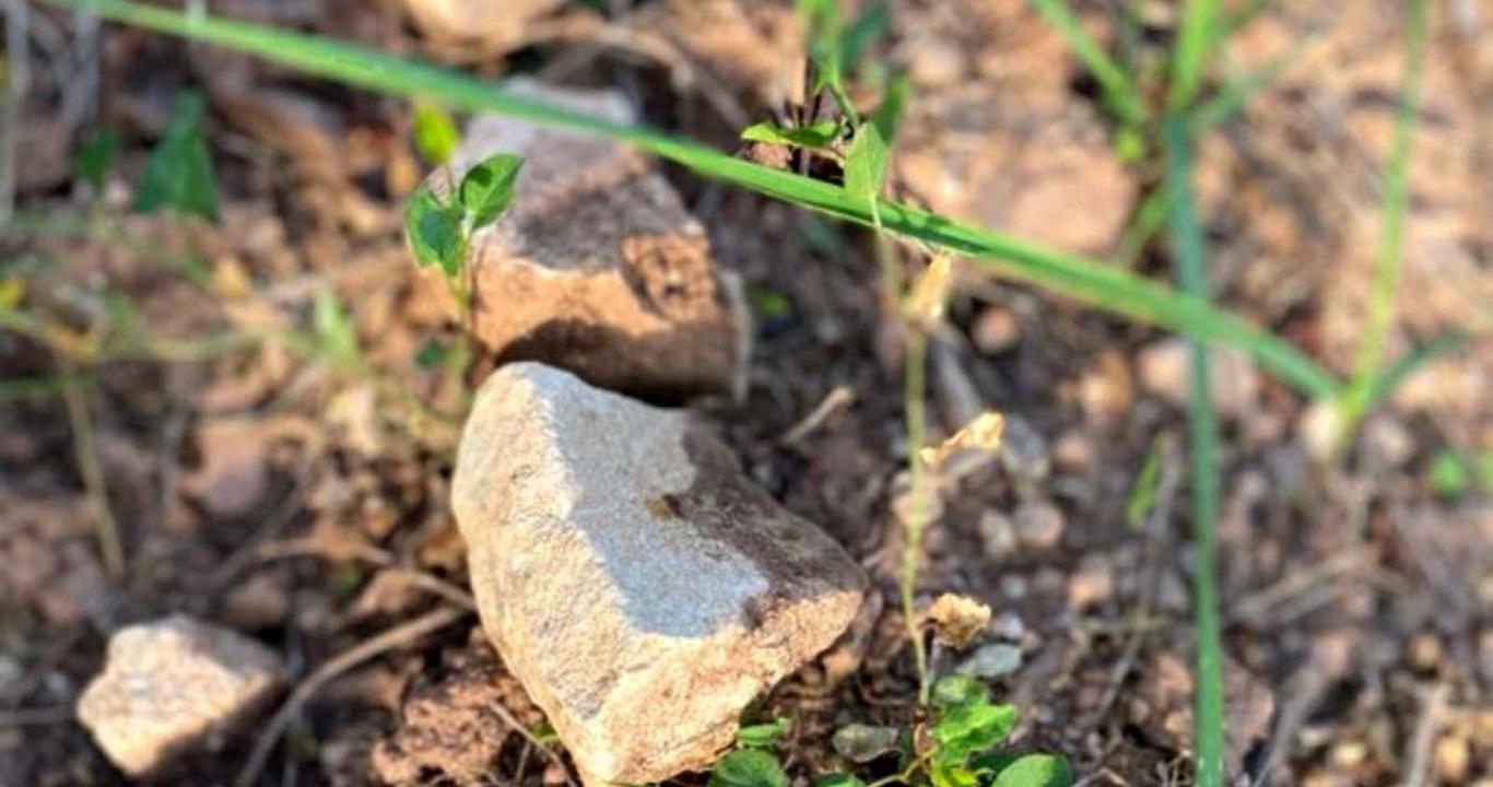 L'influence de la biodynamie sur le sol