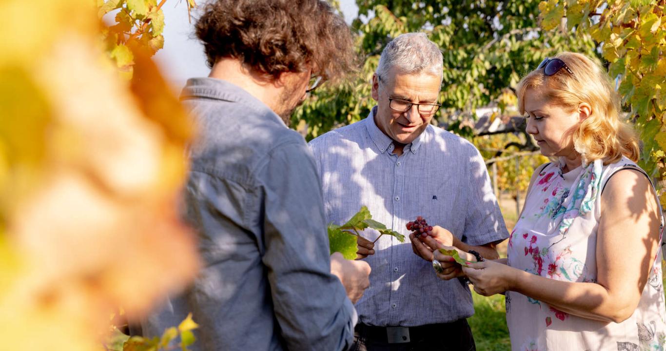 Walk in the vineyard of Ammerschwihr