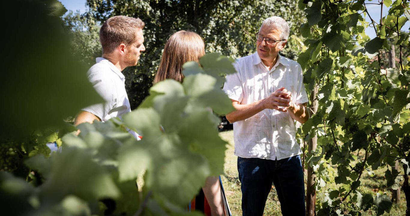 Au coeur des vignes, avant de visiter la cave