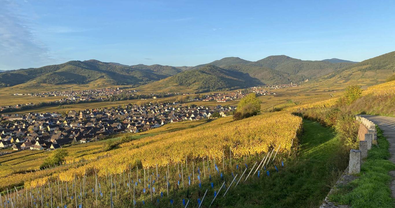 Vignoble de Sigolsheim en automne (Kaysersberg Vignoble)