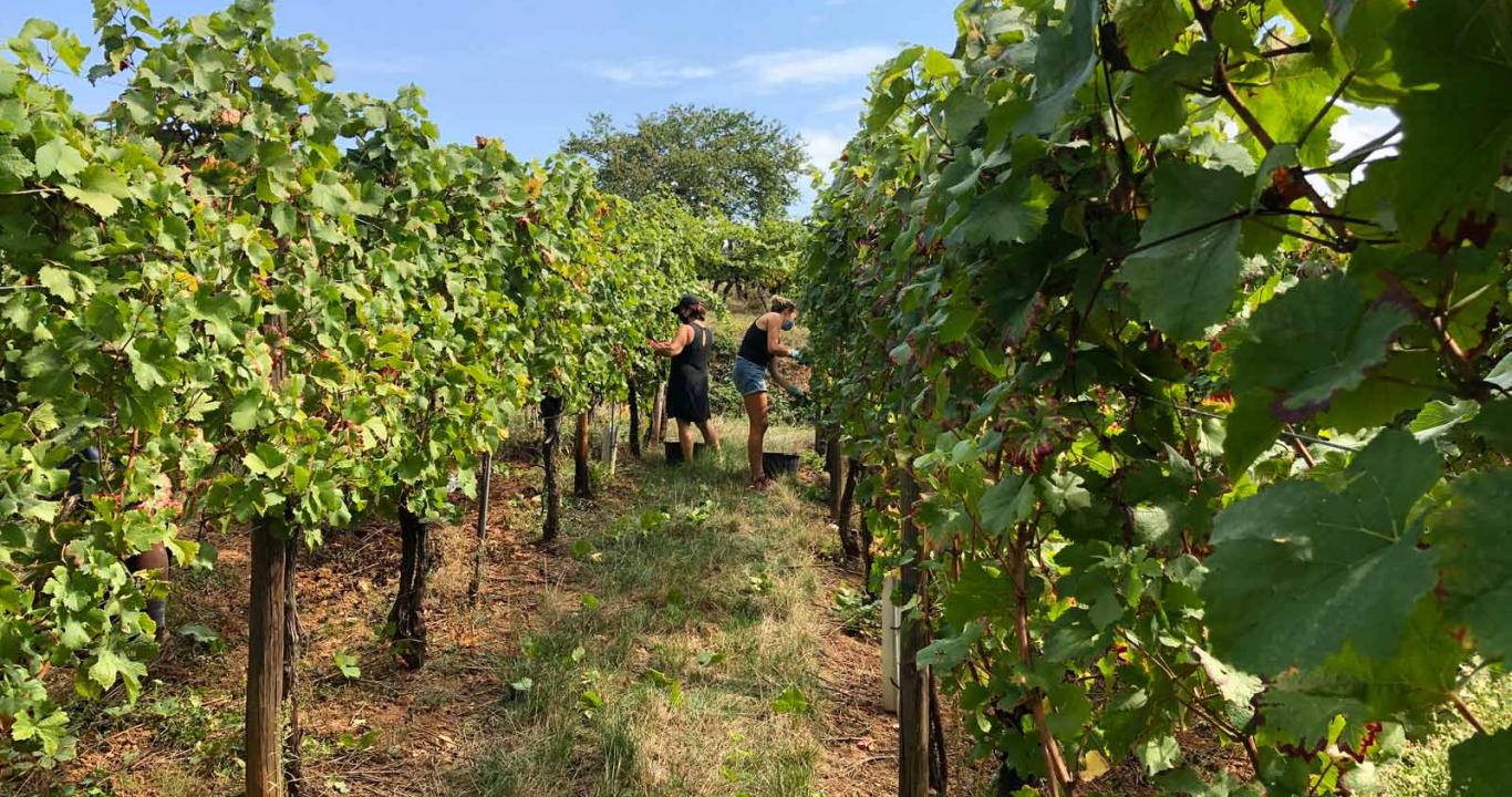 Expérimenter les vendanges