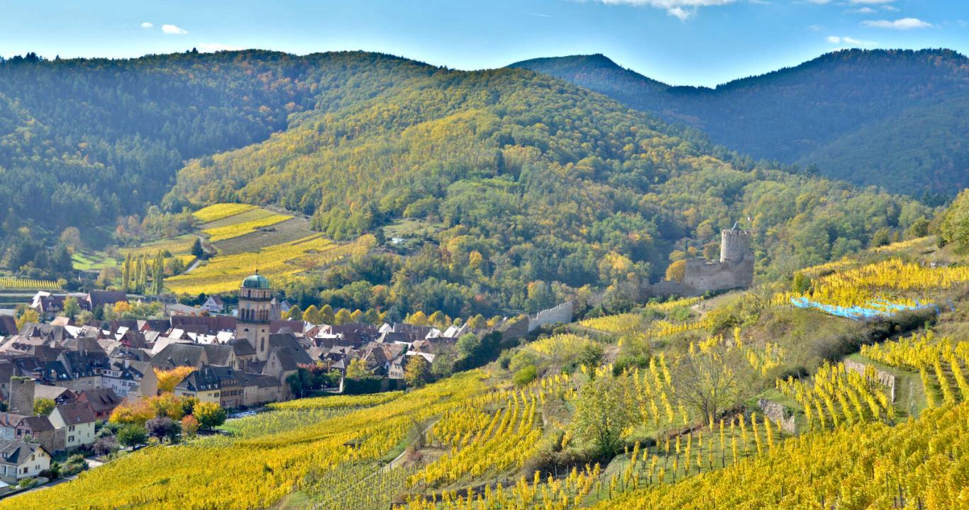 Der herbstlich gefärbte Weinberg in Kaysersberg im Elsass