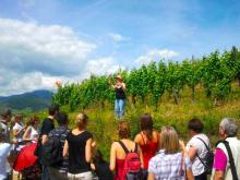 Rien de mieux que de se rendre sur le terrain, dans les vignes !