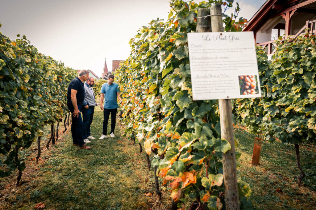 Rien de mieux qu'une visite des vignes pour comprendre les vins d'Alsace