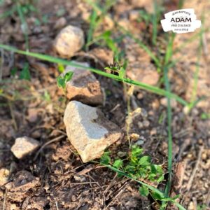 L'influence de la biodynamie sur le sol