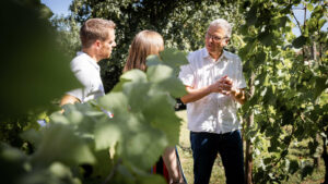 Au coeur des vignes, avant de visiter la cave Au coeur des vignes, avant de visiter la cave