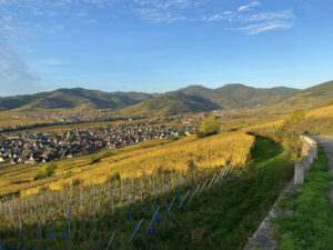 Vignoble de Sigolsheim en automne (Kaysersberg Vignoble) Vignoble de Sigolsheim en automne (Kaysersberg Vignoble)