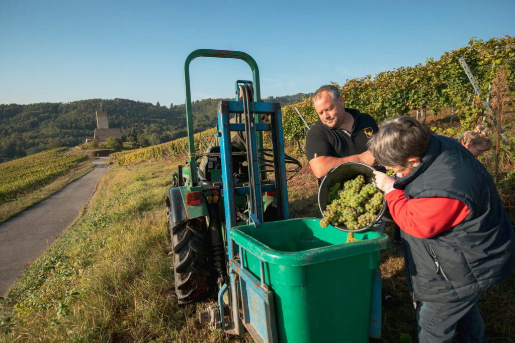 Vendanges sur les hauteurs de Katzenthal, château du Wineck, Alsace