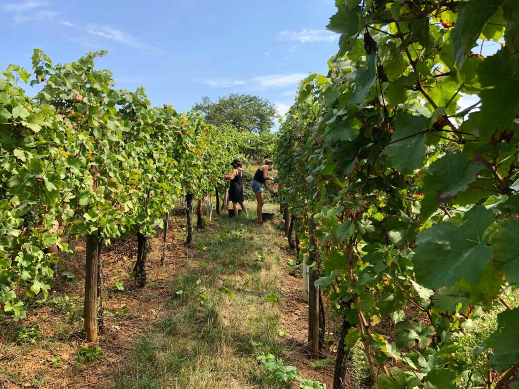 Expérimenter les vendanges Expérimenter les vendanges