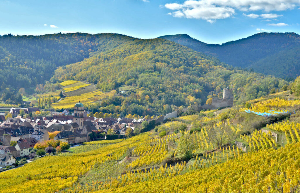 vignoble12-2